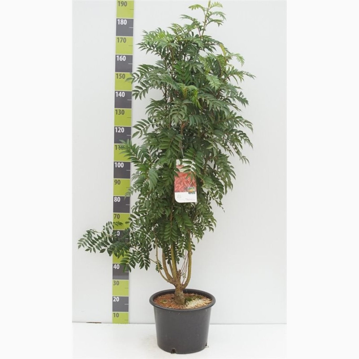 Rönn – Sorbus 'Autumn Spire'® - C20 150-175 CM